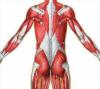 Fibromiyalji Sendromu